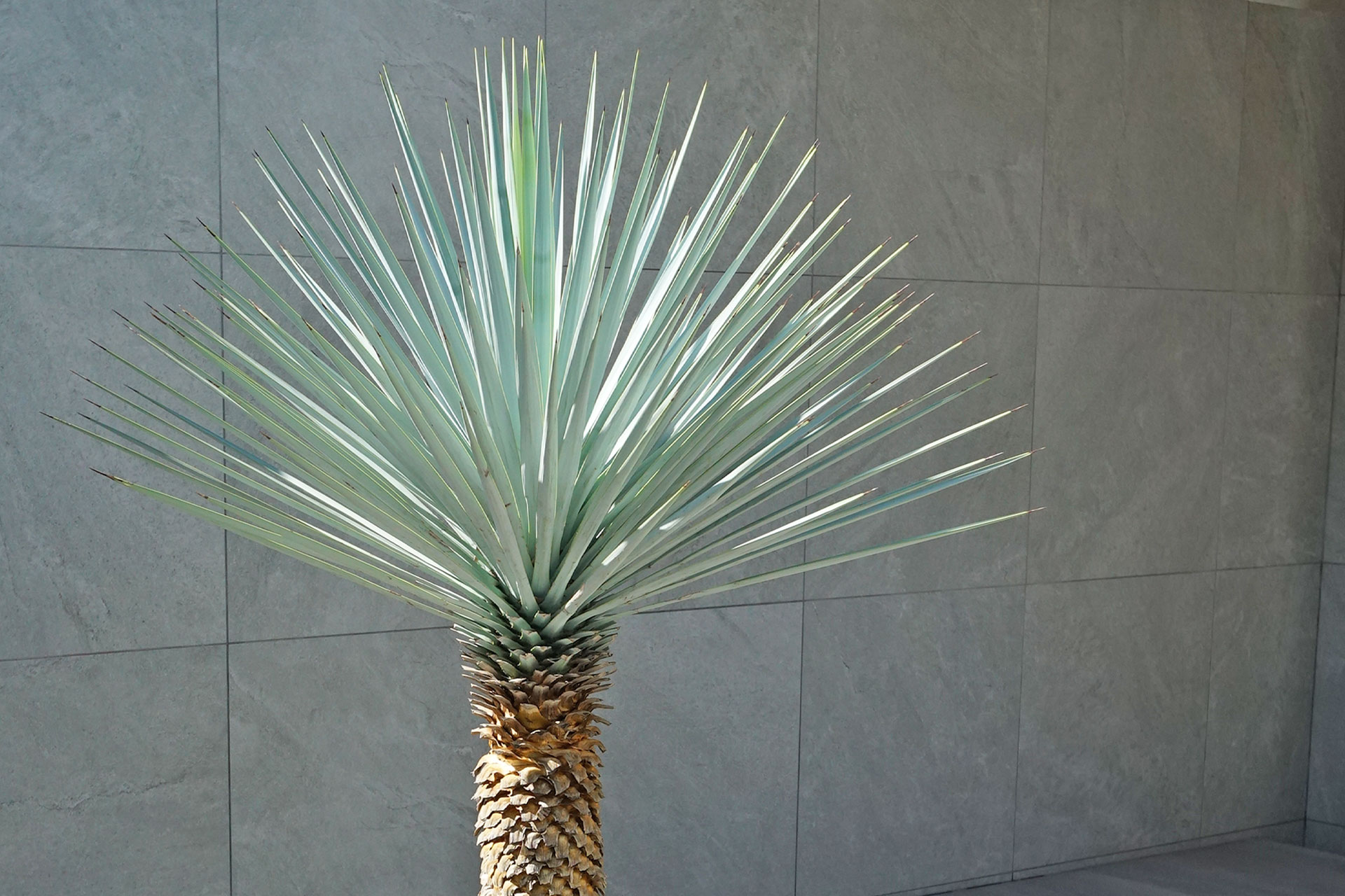 ユッカリギダとはどんな植木？特徴と育て方について詳しく解説 - に 