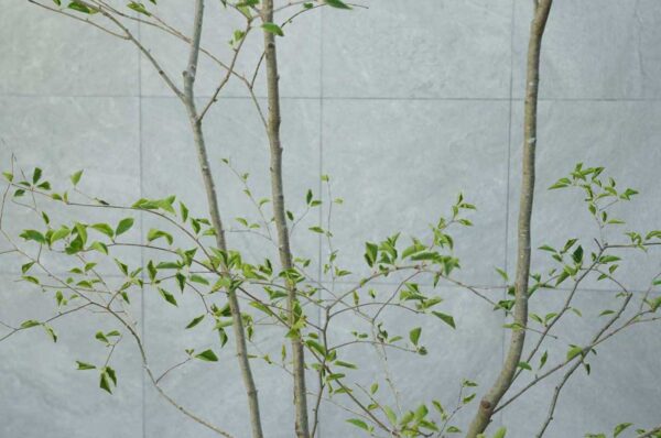 アオハダとはどんな植木？特徴と育て方について詳しく解説 - にわいろSELECT