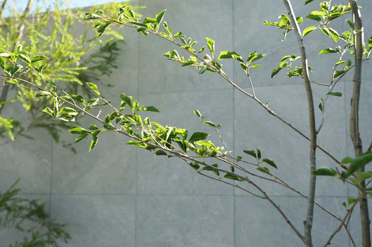 アオハダとはどんな植木？特徴と育て方について詳しく解説 - にわいろSELECT