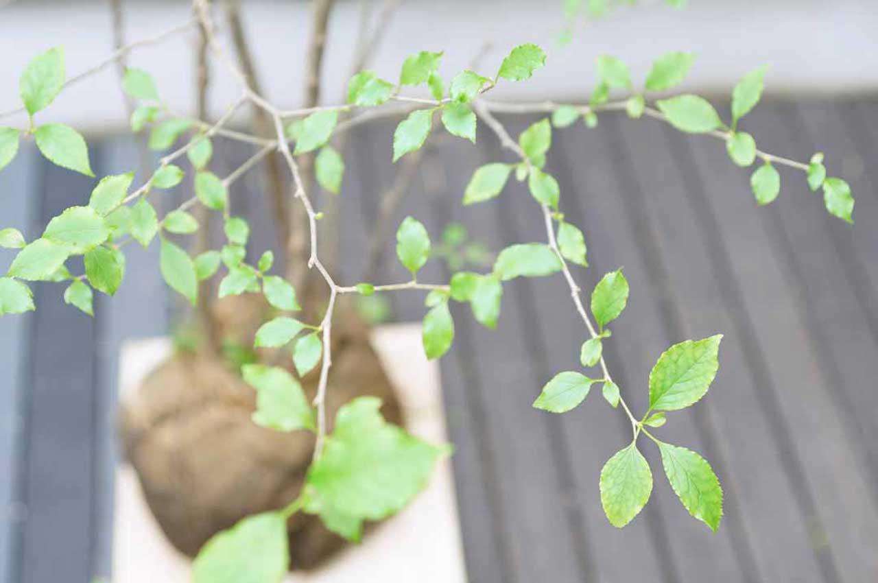 アオハダとはどんな植木？特徴と育て方について詳しく解説 - にわいろSELECT