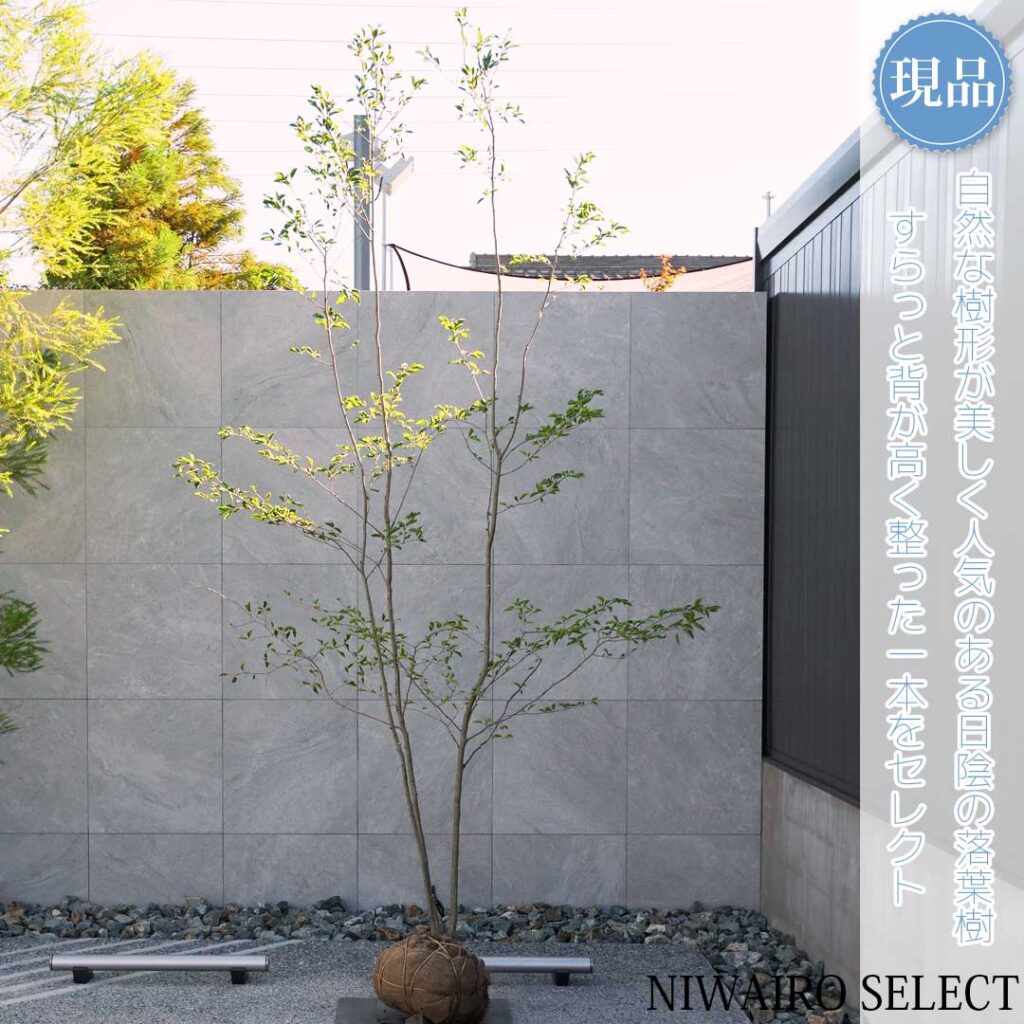 アオハダ 樹形１