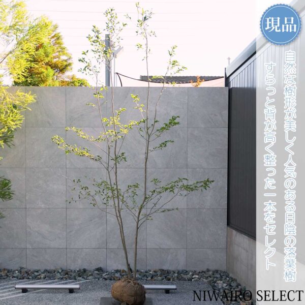 アオハダとはどんな植木？特徴と育て方について詳しく解説 - にわいろSELECT