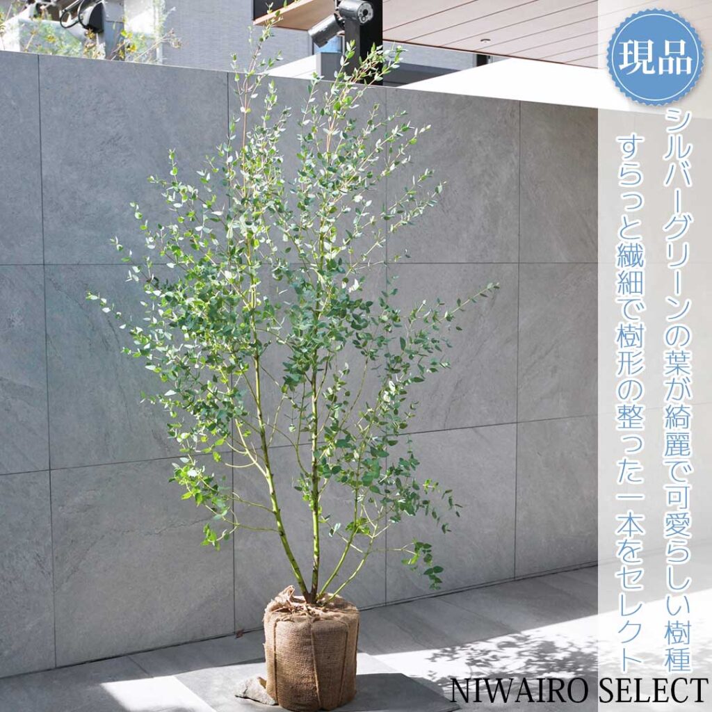 ユーカリグニー 樹形２