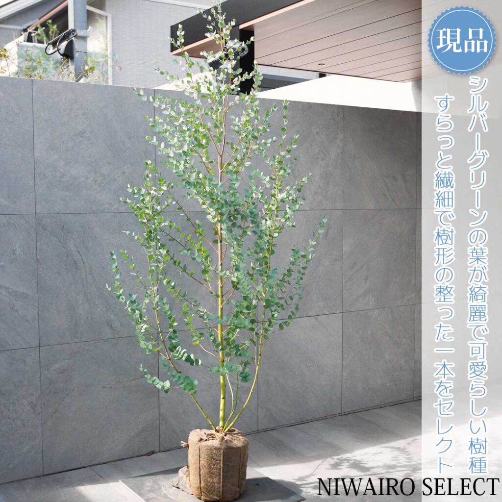 ユーカリグニー 樹形１