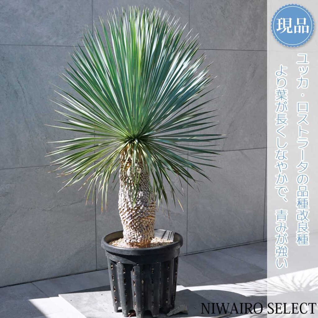 ロストラータブルーサンダー 樹形