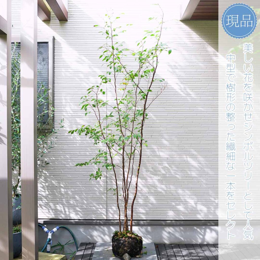 ヒメシャラ 樹形1