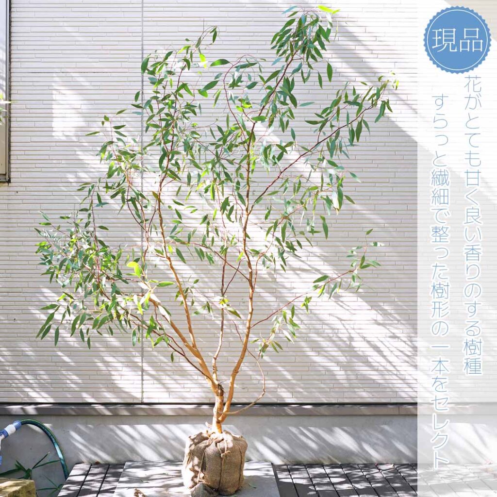 ユーカリメリオドラ 樹形1