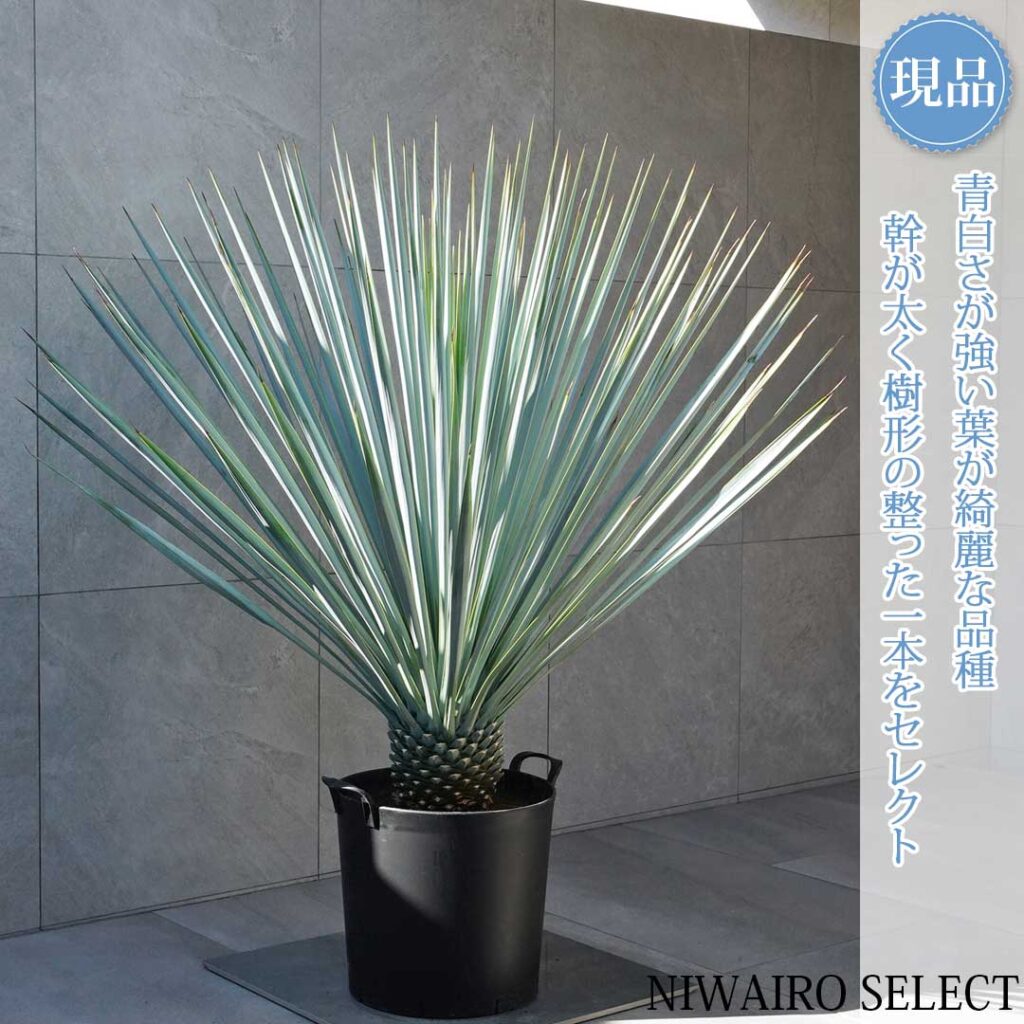 ユッカリギダ 樹形２