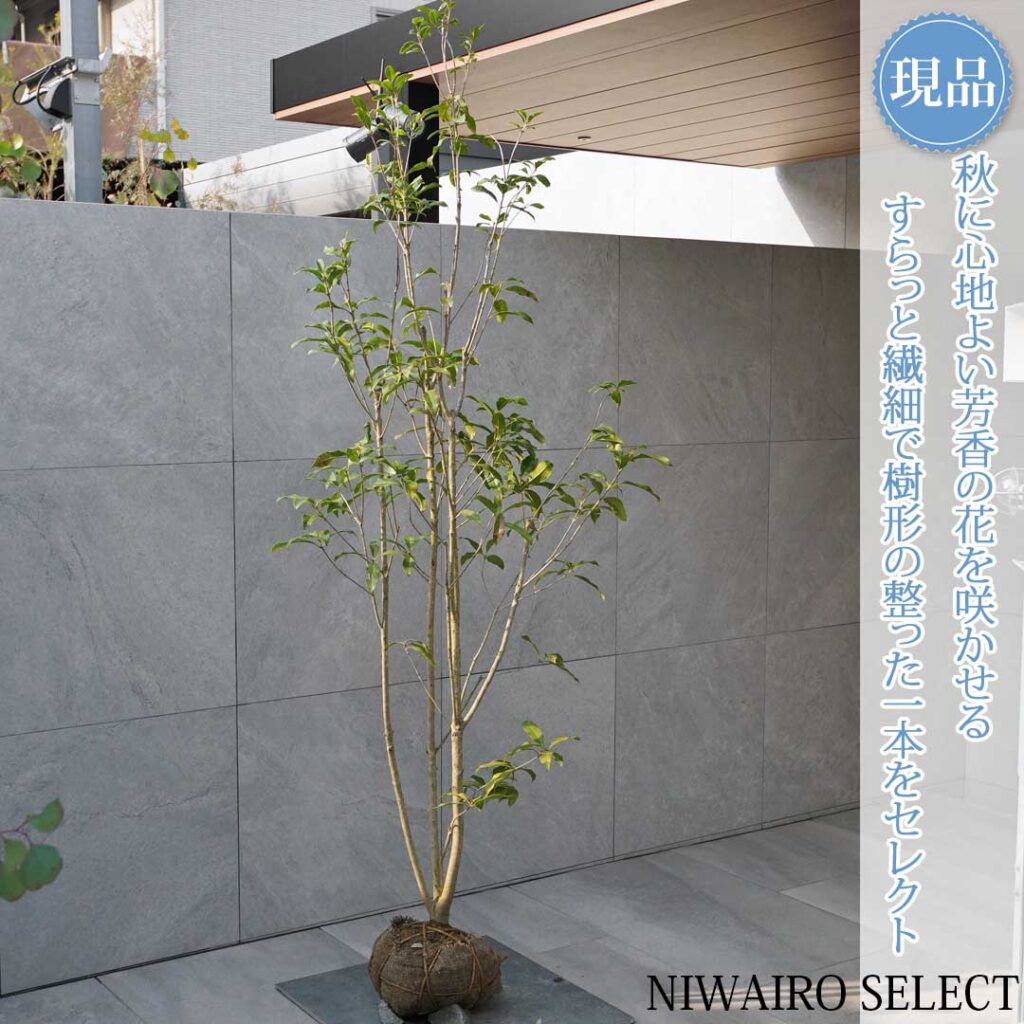 キンモクセイ 樹形１