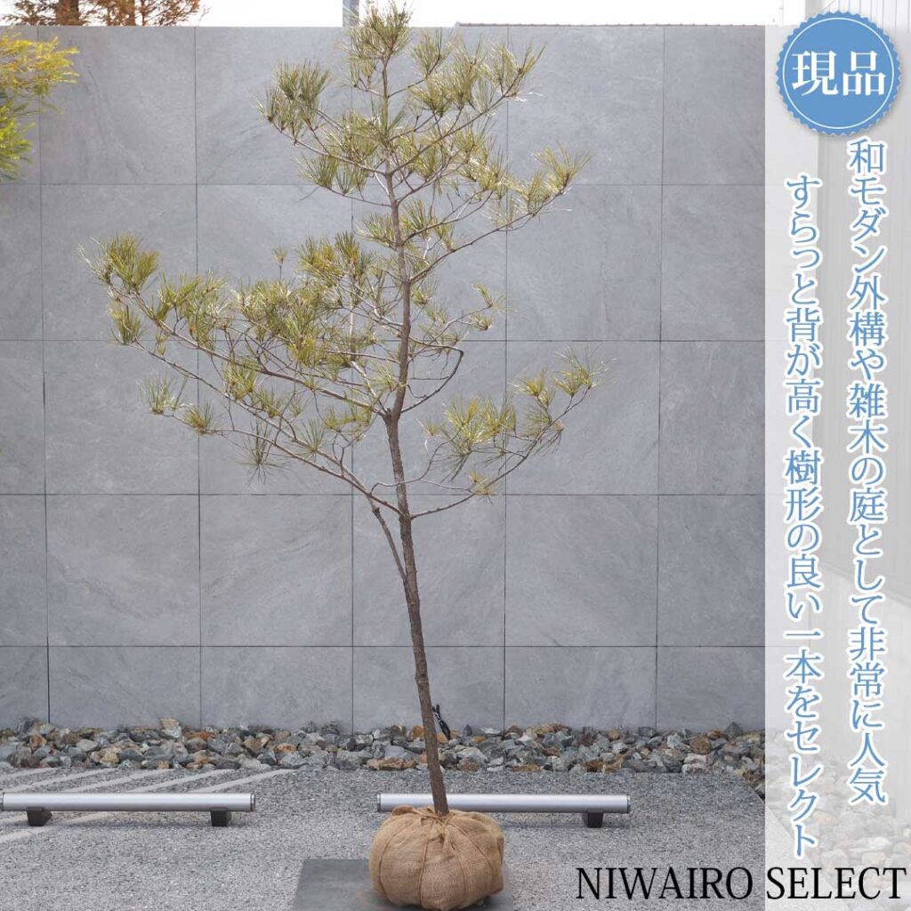 アカマツ 樹形１