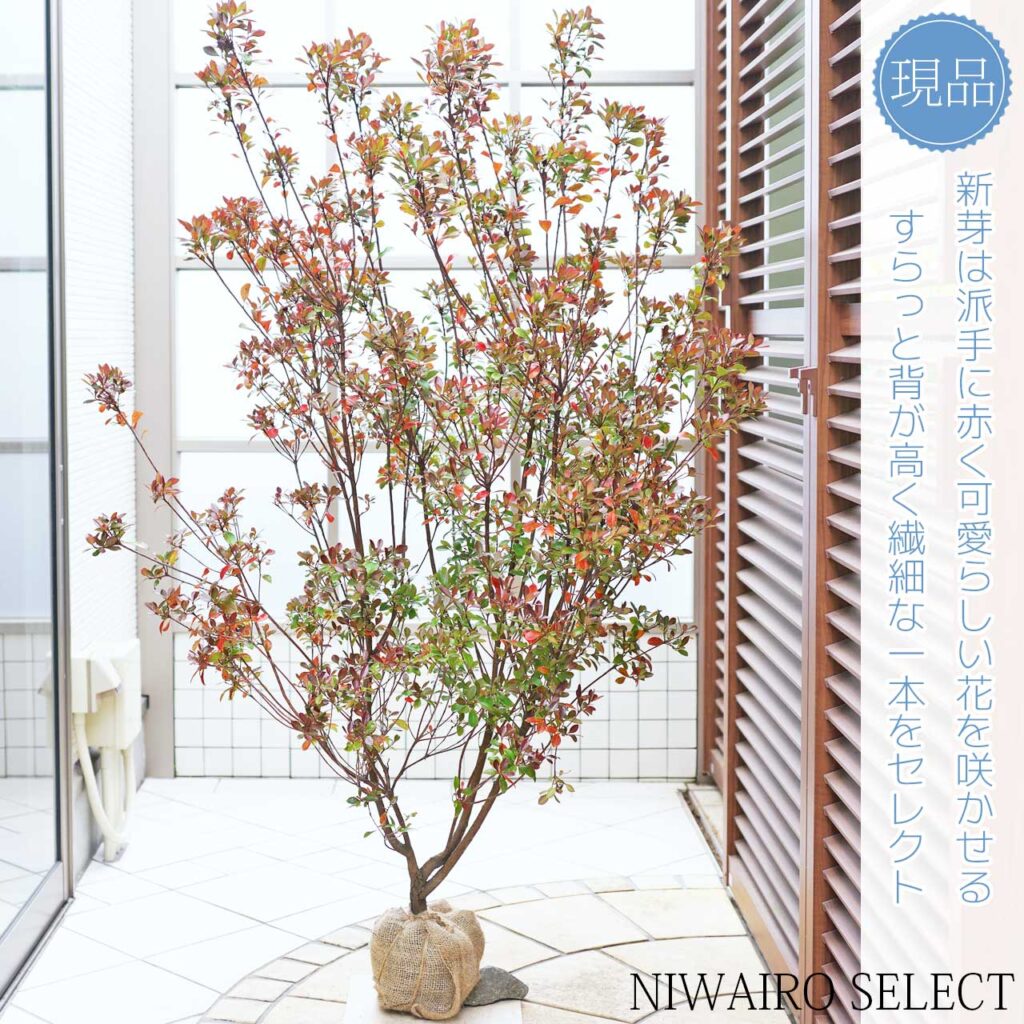 姫シャリンバイ 樹形１