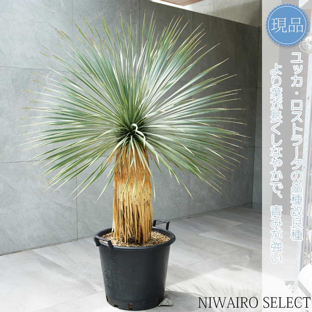 ロストラータブルーサンダー 樹形２