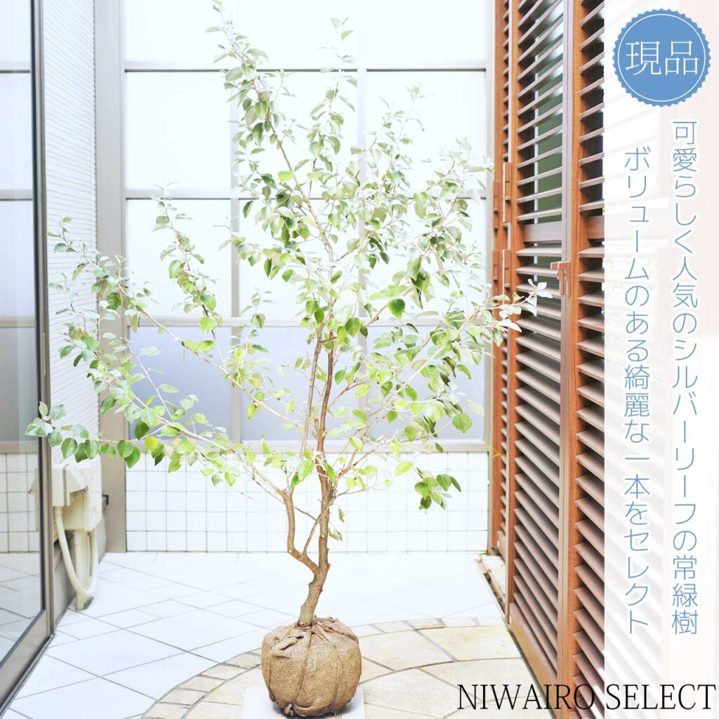 シマグミ 樹形１