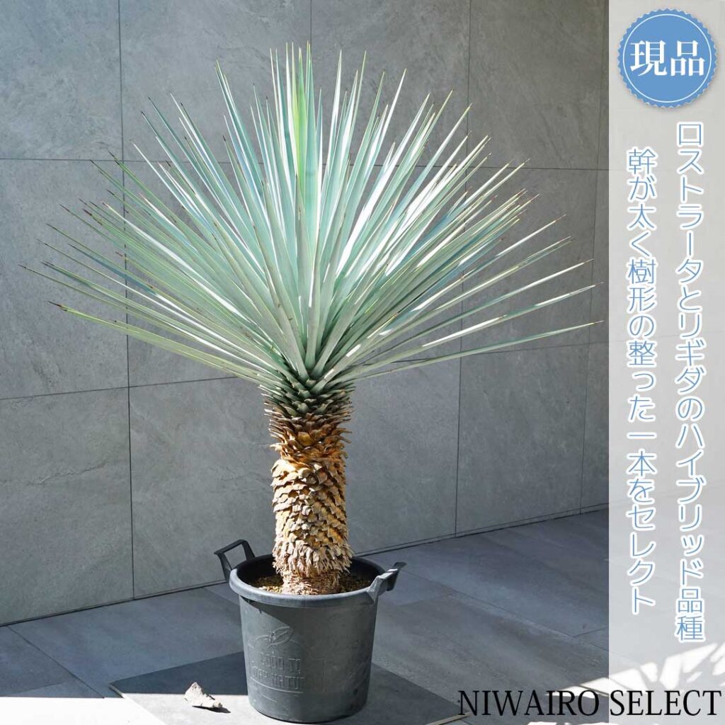 ユッカリギダ 樹形１