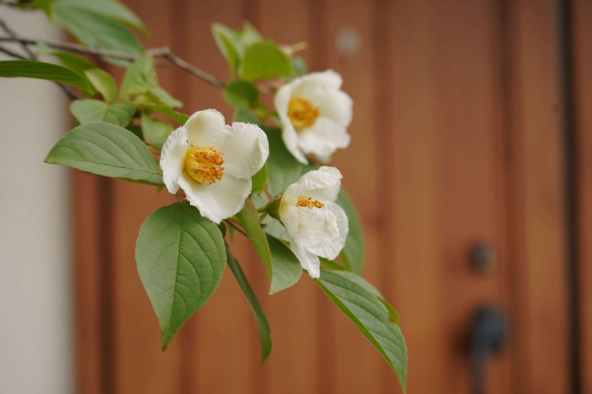 ヒメシャラ アイキャッチ画像