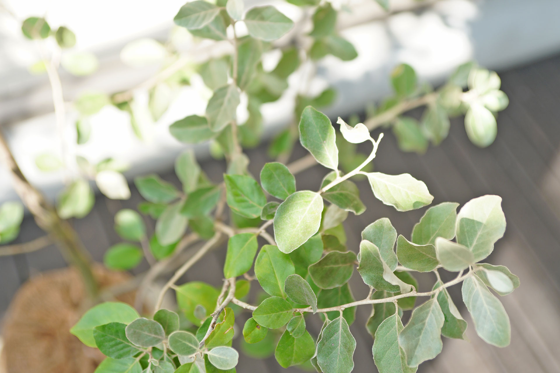 シマグミ アイキャッチ画像