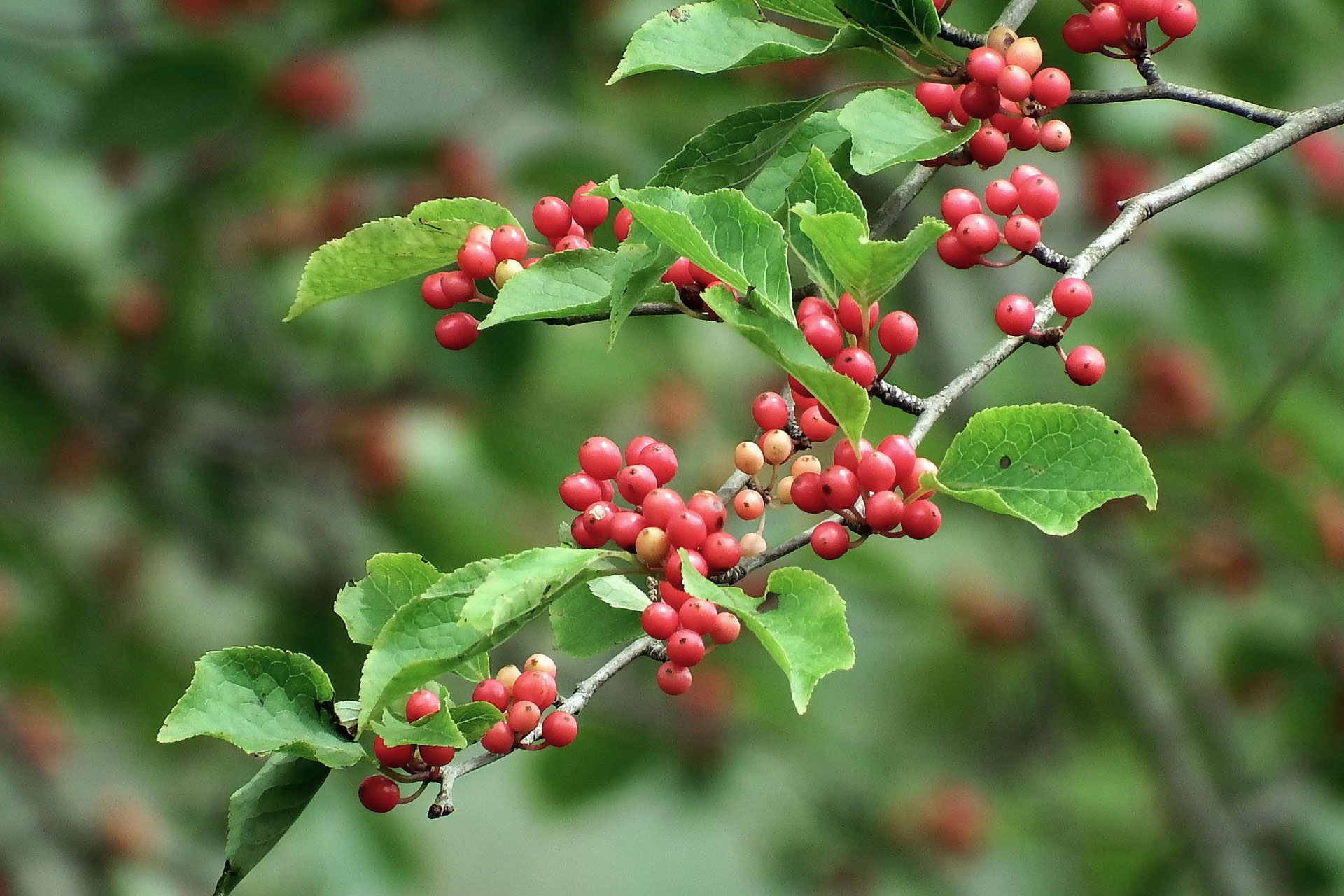 アオハダ アイキャッチ画像