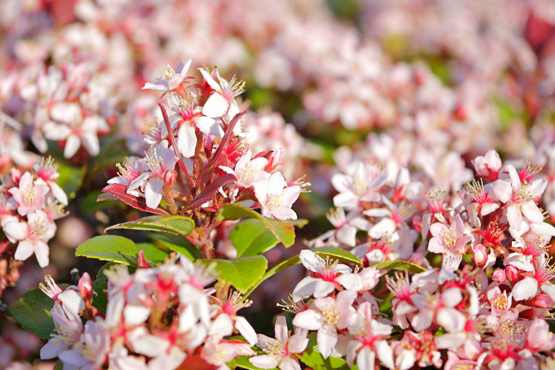 姫シャリンバイ アイキャッチ画像