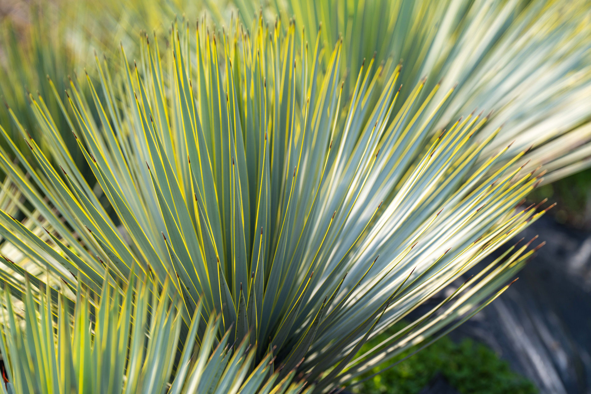 ユッカロストラータ アイキャッチ画像