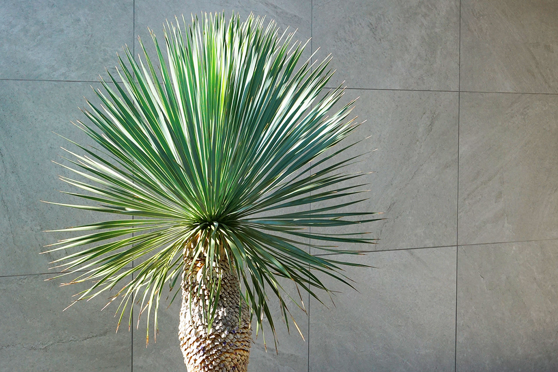 ロストラータブルーサンダー アイキャッチ画像