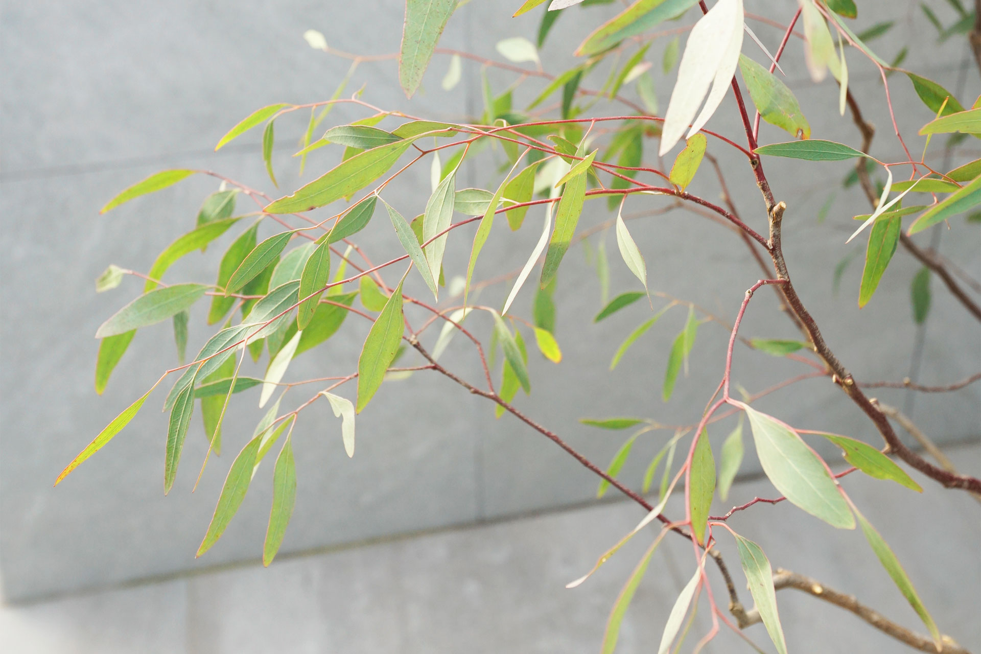 ユーカリメリオドラ アイキャッチ画像