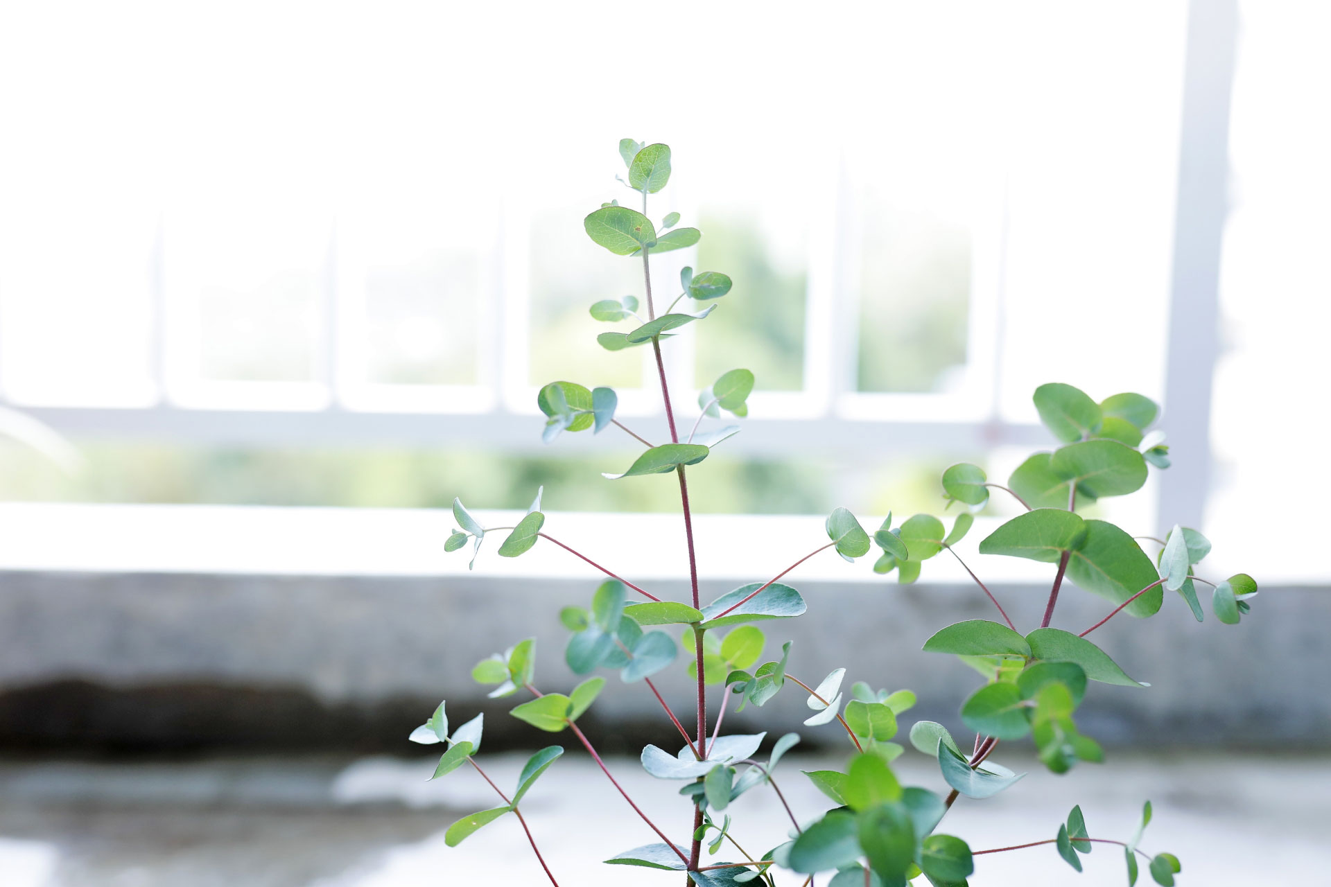 ユーカリグニー アイキャッチ画像