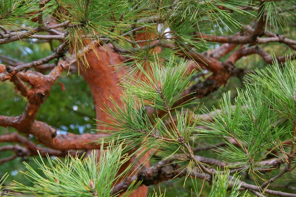 アカマツ アイキャッチ画像