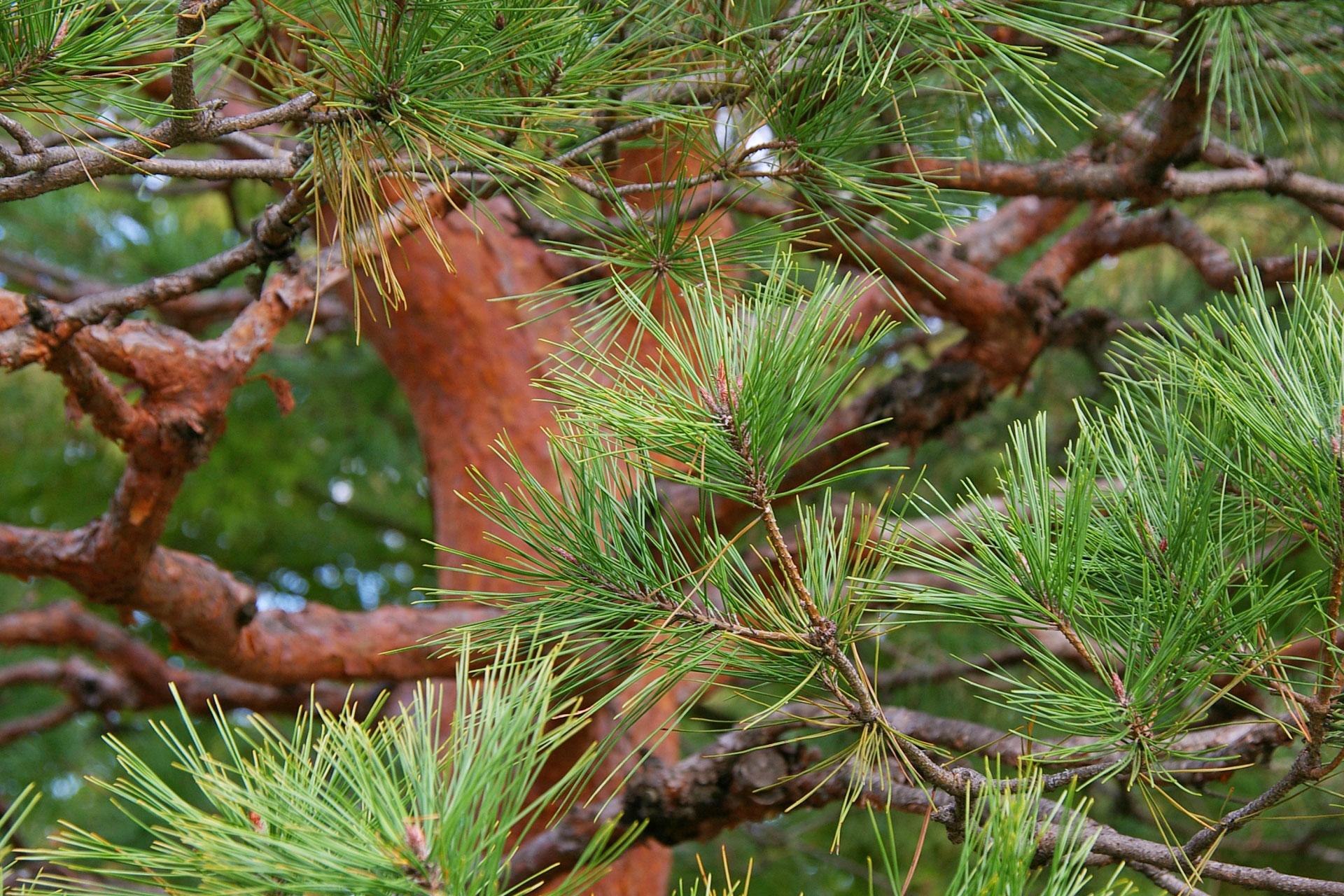 アカマツ アイキャッチ画像