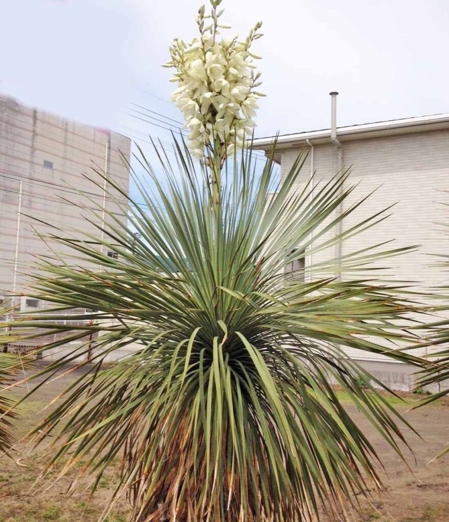 ユッカロストラータ 花１