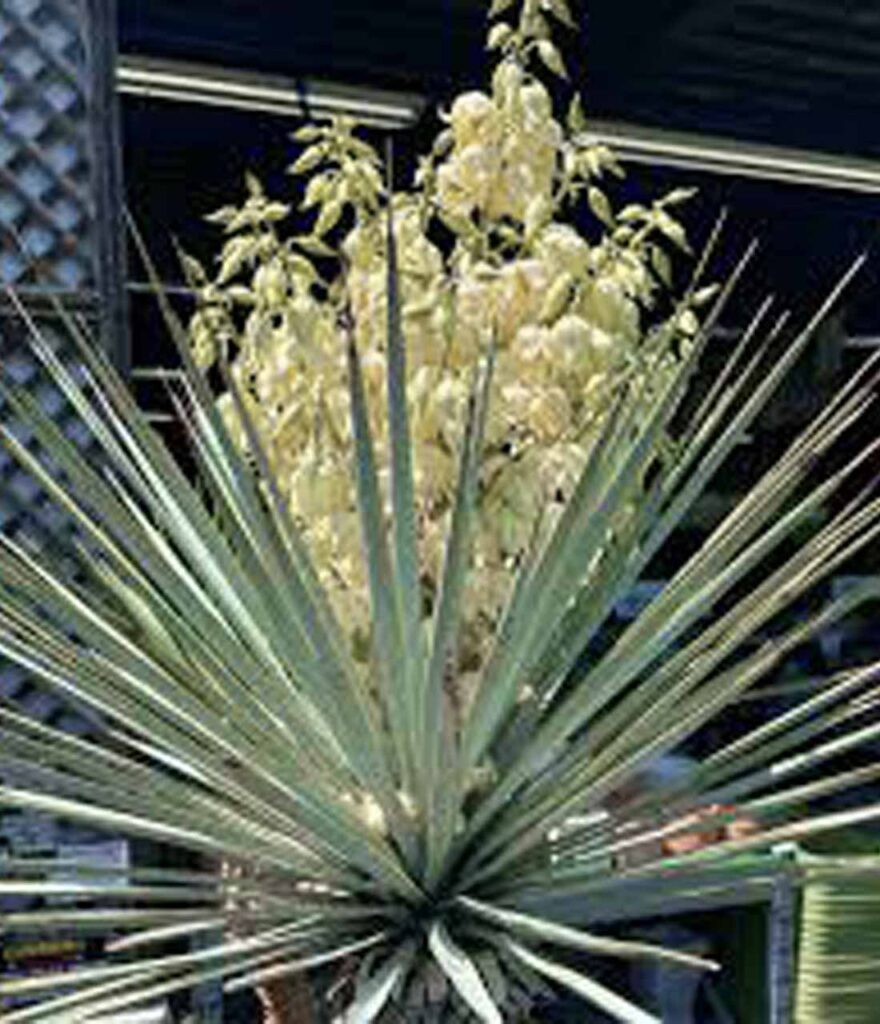 ユッカリギダ 花