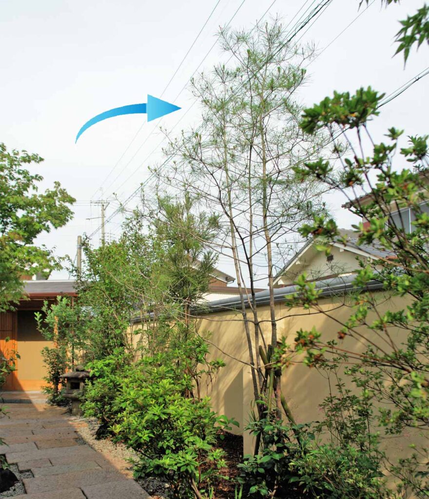 アカマツ 植栽施工事例１