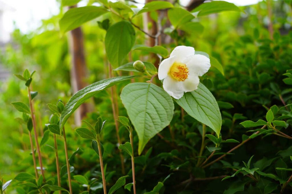 ヒメシャラ 純白の小花