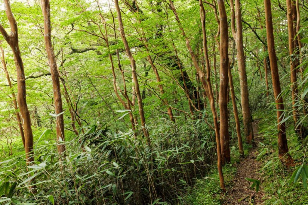 ヒメシャラ 群生林