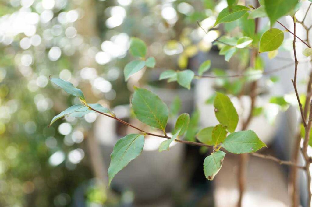 ヒメシャラ 繊細な葉