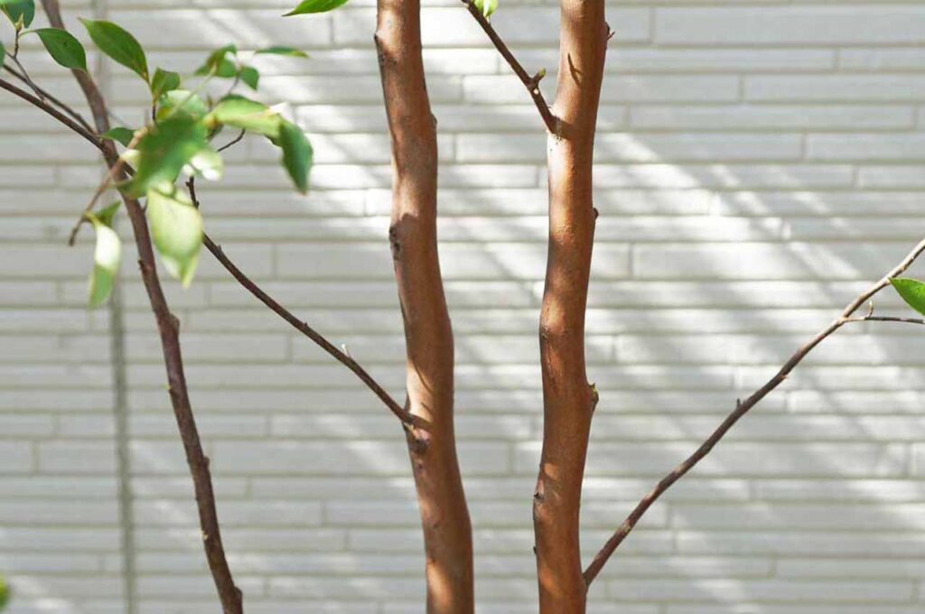 ヒメシャラ 幹肌1