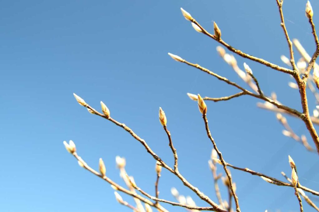 ヒメシャラ 花芽