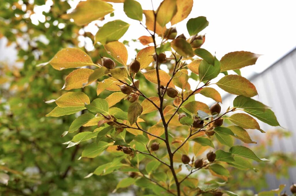 ヒメシャラ やや大きめの果実