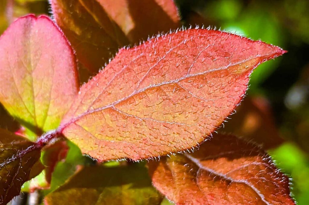 ヒメシャラ 紅葉