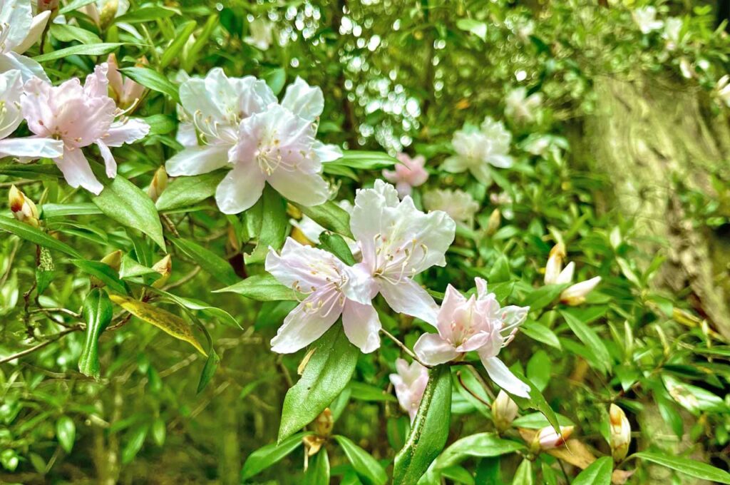 サクラツツジ 桜色の可愛らしい花