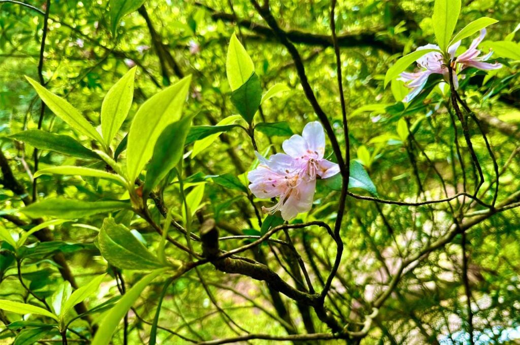 サクラツツジ 葉と花