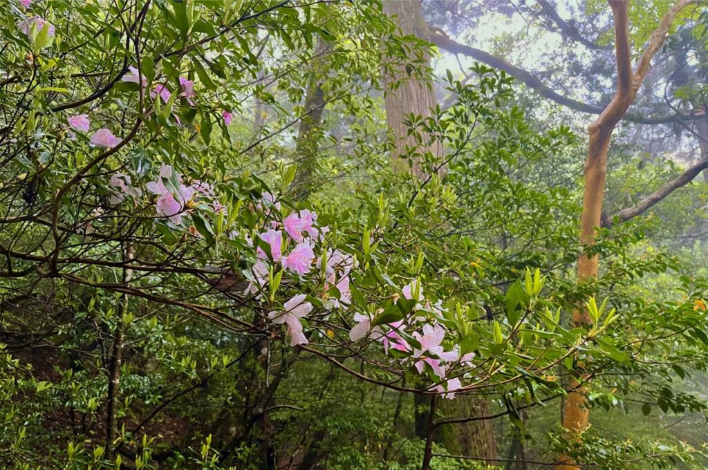 サクラツツジ 葉と花
