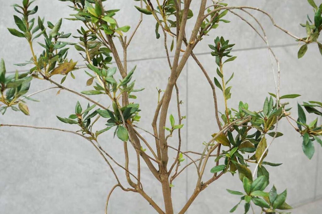 サクラツツジ 枝ぶり