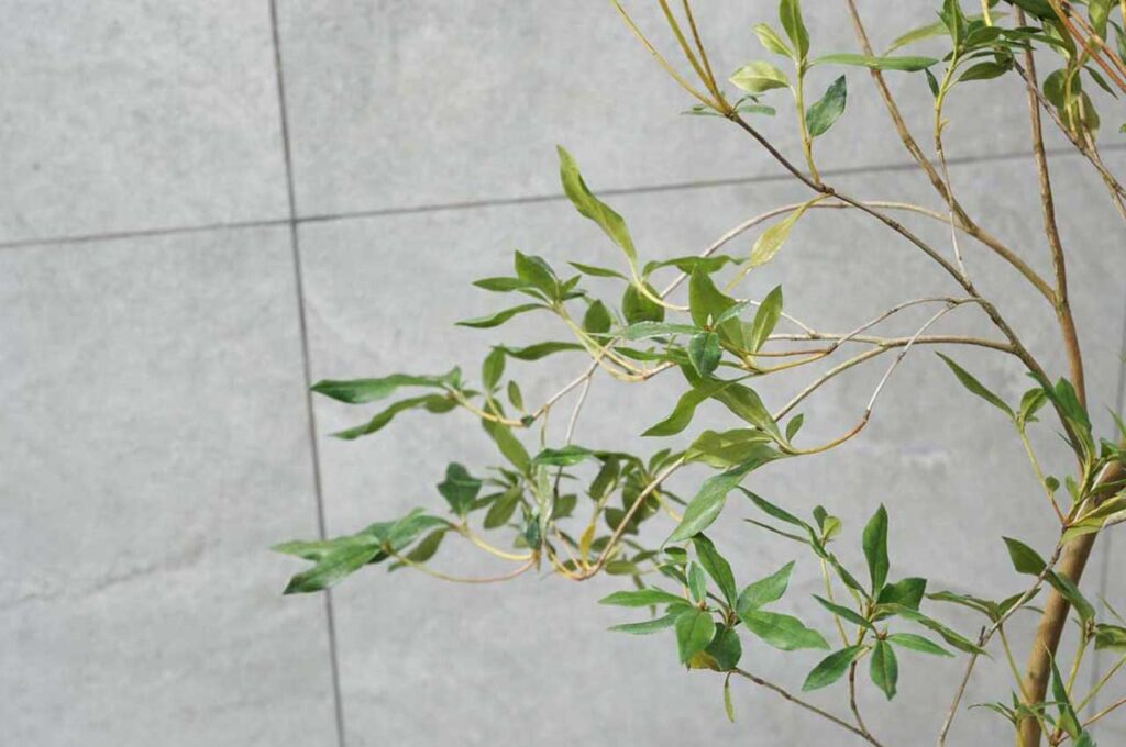 サクラツツジ 葉