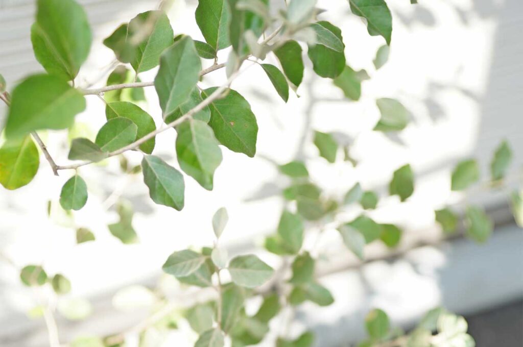 シマグミ シルバーグリーンの葉１