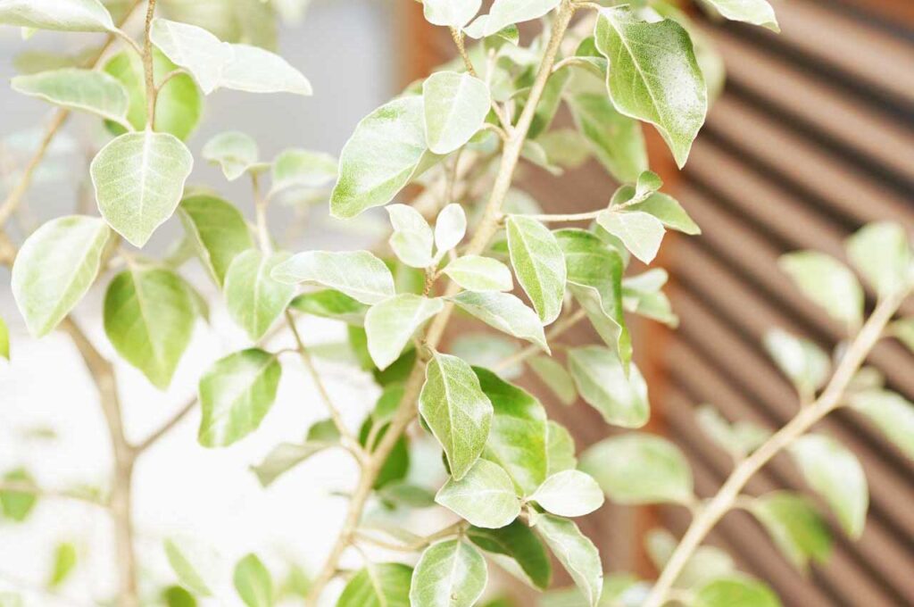 シマグミ シルバーグリーンの葉２