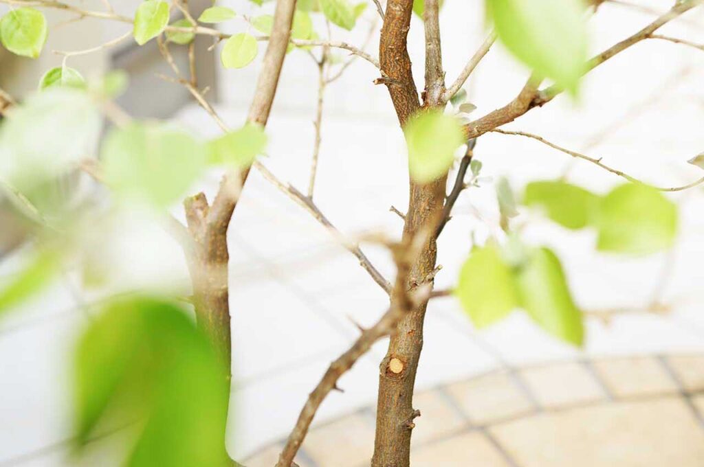 シマグミ 枝ぶり１