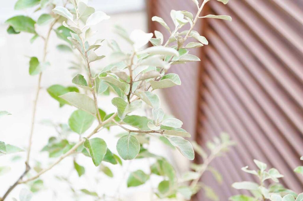 シマグミ シルバーグリーンの葉３