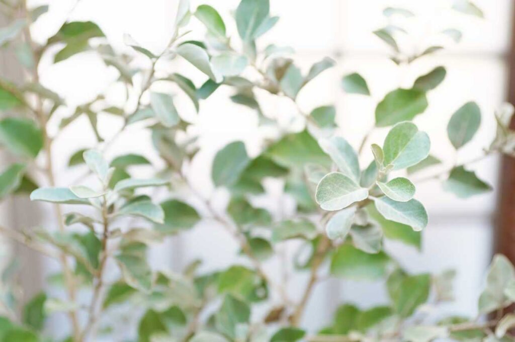 シマグミ シルバーグリーンの葉４