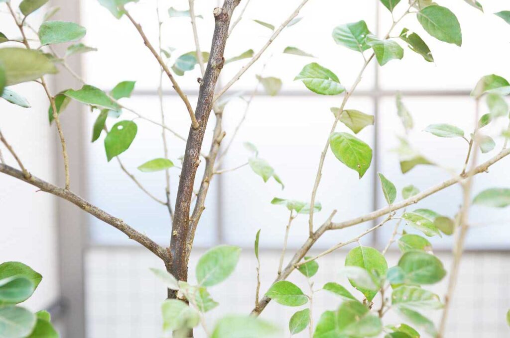 シマグミ 枝ぶり２