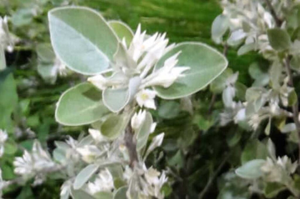 シマグミ 白い花